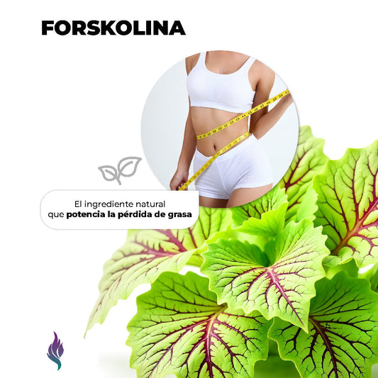 Forskolina: El ingrediente natural que potencia la pérdida de grasa